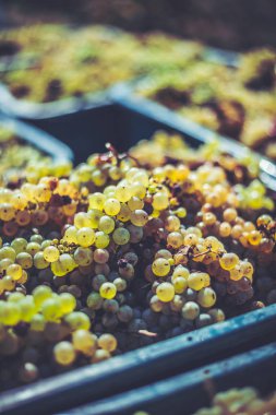 Yeşil asma üzüm. Hasat kasasında şarap yapmak için üzüm.