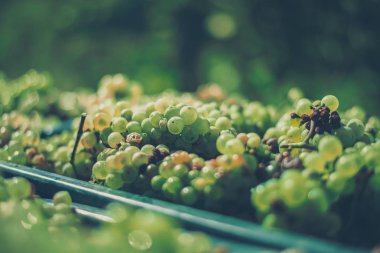 Yeşil asma üzüm. Hasat kasasında şarap yapmak için üzüm.