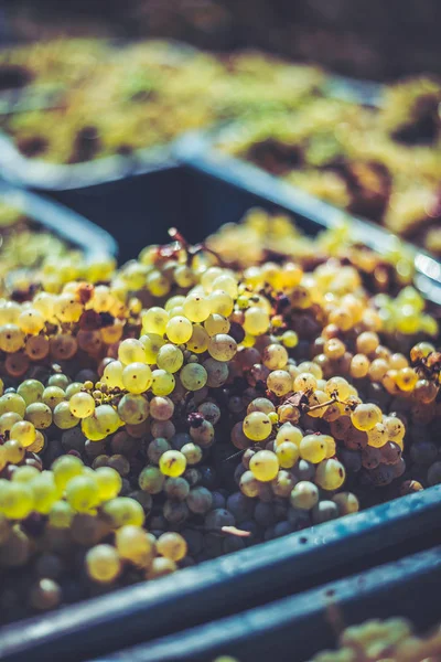 Cépages verts. Raisins pour la fabrication du vin dans la caisse de récolte . — Photo