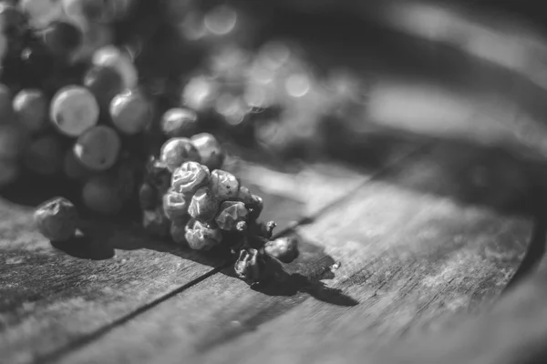 Ramo blanco de uvas de vid en barrica en el viñedo en el momento de la cosecha —  Fotos de Stock