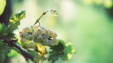 Bağda yeşil asma üzümleri. Hasat şarap yapmak için üzüm.
