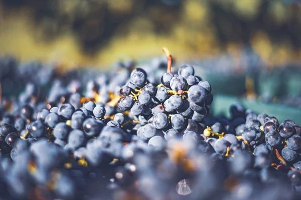 Виноград. Виноград для изготовления ледяного вина в ящике для сбора урожая . — стоковое фото