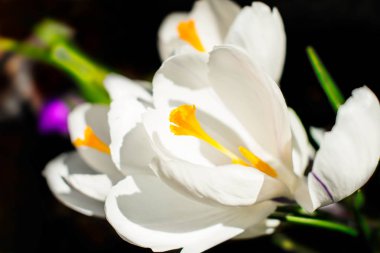 Ayın Parıltısı Gibi