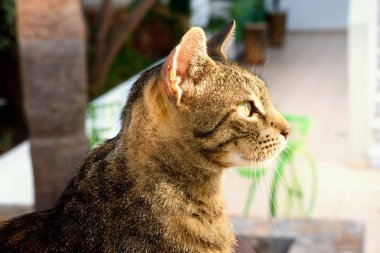 Güneş ışınları güzel kedi