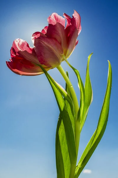 Red tulip. Spring has come! Tulips bloomed among the first spring flowers