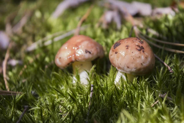 若いキノコが苔から出てきて — ストック写真