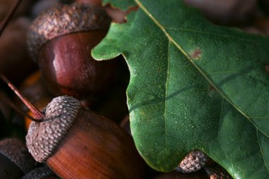 Sonbahar geldi! Meşe yaprakları sarıya döndü ve meşe palamudu olgunlaştı