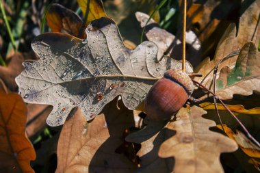 Sonbahar geldi! Meşe yaprakları sarıya döndü ve meşe palamudu olgunlaştı
