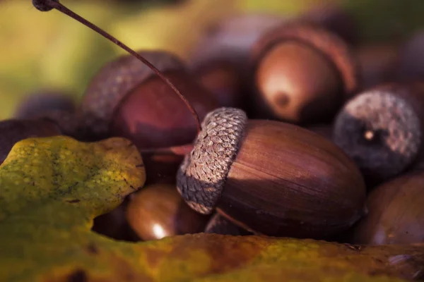 Herfst Gekomen Eikenbladeren Geel Eikels Gerijpt — Stockfoto