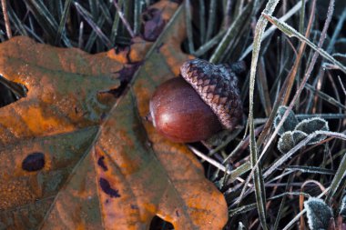 Sonbahar geldi! Meşe yaprakları sarıya döndü ve meşe palamudu olgunlaştı