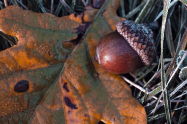 Sonbahar geldi! Meşe yaprakları sarıya döndü ve meşe palamudu olgunlaştı