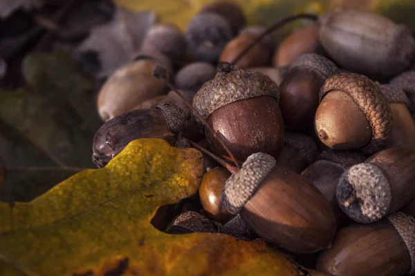 Пришла Осень Дубовые Листья Пожелтели Желуди Созрели — стоковое фото