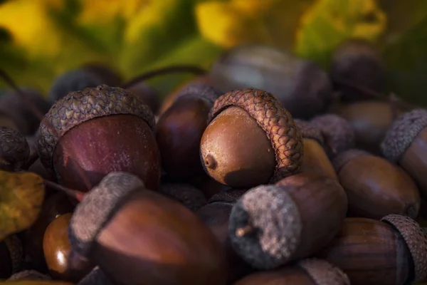 Пришла Осень Дубовые Листья Пожелтели Желуди Созрели — стоковое фото