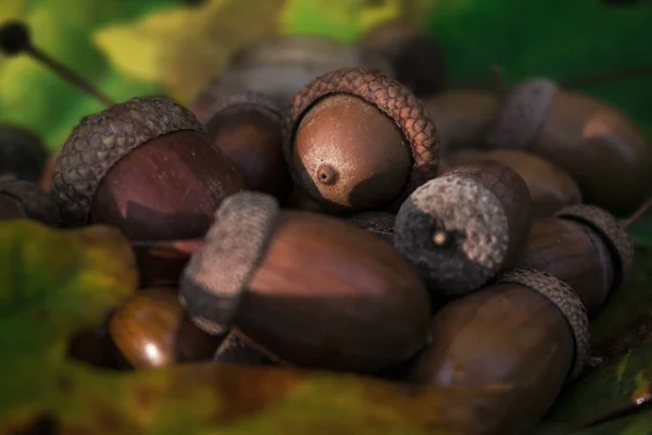 Herfst Gekomen Eikenbladeren Geel Eikels Gerijpt — Stockfoto