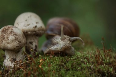 Üzüm salyangozu bir sonraki durağı düşünüyor.