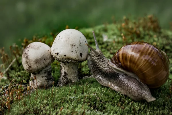 Grape Snail Crawled Two Small Mushrooms Wants Get One Them — Stock Photo, Image