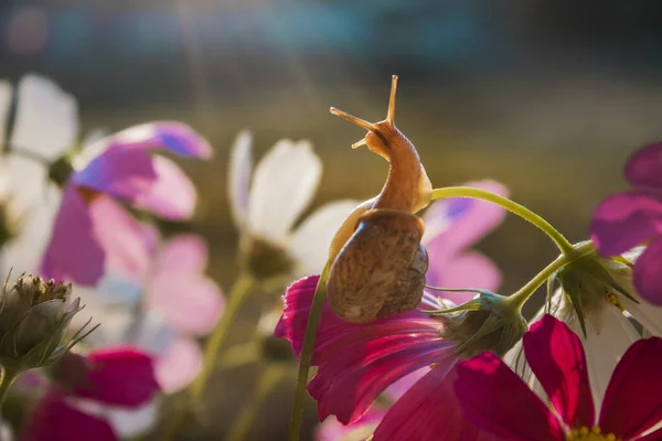 Caracol Subió Flor Para Ver Salir Sol —  Fotos de Stock