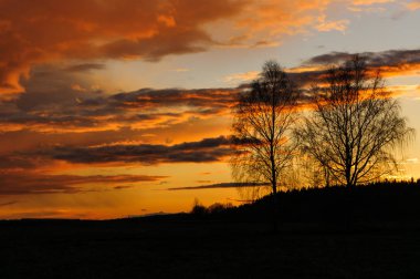 Kırmızı günbatımı arka plan üzerinde iki ağaç