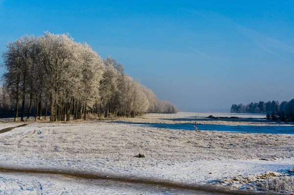 Schnee Bedeckte Winterfeld Mit Bäumen — Stockfoto