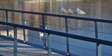 İskelede üç martı