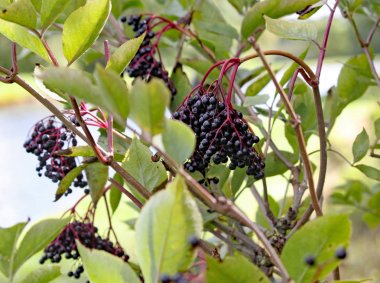 Olgun elderberries kanal tarafından bir ağaçta vahşi büyüyen.