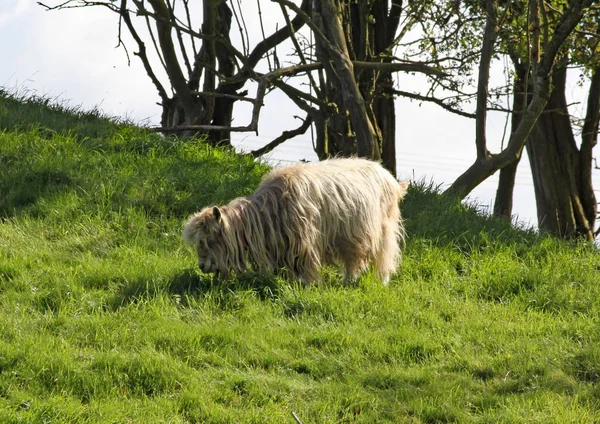 Un mouton à poils longs paître sur l'herbe verte luxuriante . — Photo