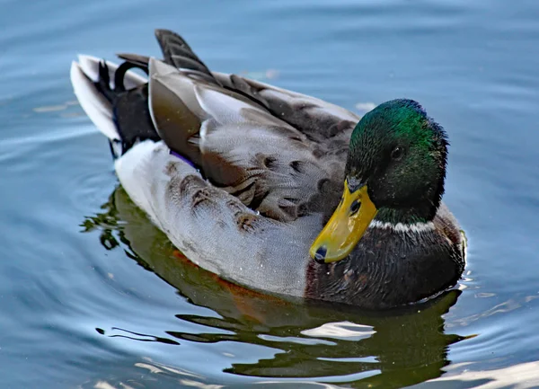 Um pato-reais nada lentamente no canal . — Fotografia de Stock