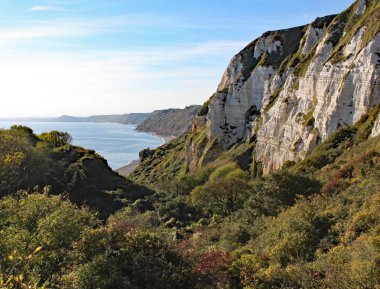 Devon, Ingiltere 'de Branscombe ve Beer arasındaki hooken Undercliff.