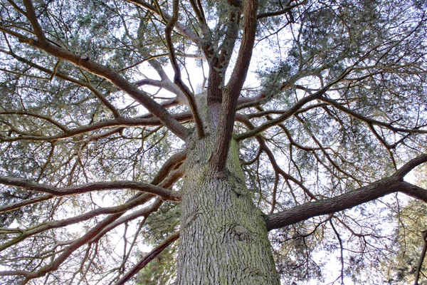 Olhando para uma árvore no Arley Arboretum, nas Midlands, na Inglaterra . — Fotografia de Stock