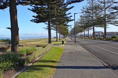 Napier, Yeni Zelanda plaj tarafından Conifer ağaçları ile kaplı bir kaldırım.