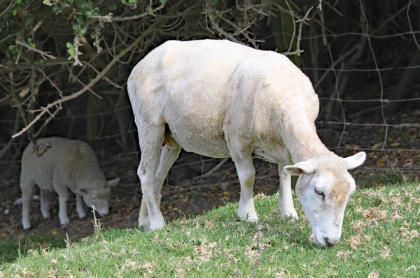 A shorn sheep grazes on the grass in a meadow.
