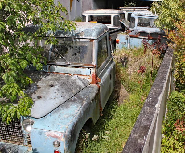 Una colección de viejos defensores oxidados de Land Rover en un jardín con árboles y arbustos creciendo a su alrededor — Foto de Stock