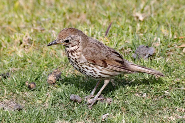 Un gros plan d'une grive mistle cherchant son dîner dans la pelouse — Photo