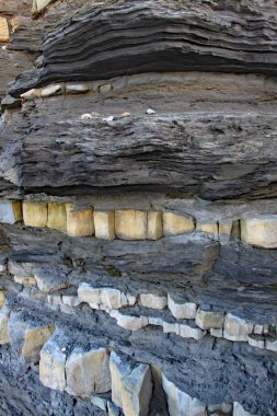 Somerset'teki Doğu Quantoxhead plajı. Kireçtaşı kaldırımlar Jura dönemine tarihlenir ve fosil avcıları için bir cennettir. Amonitler ve sürüngen kalıntıları bulunabilir.