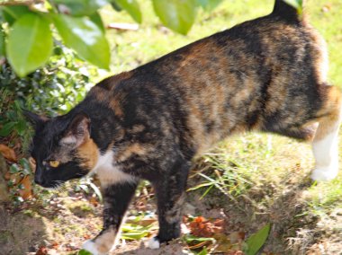 Bir calico sıcak bir yaz gününde gölgede yürür