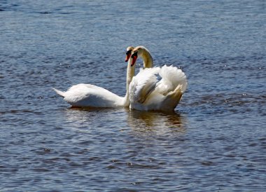 Devon'daki Axe nehri nde iki beyaz kuğu birbirine yakın dur..