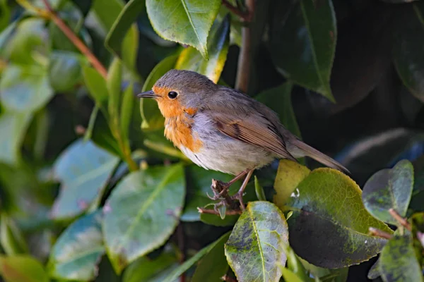 Close-up van een brutale Robin neergestreken in een laurier struik — Stockfoto