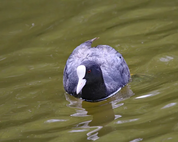 Blässhuhn schwimmt auf einem See in England — Stockfoto