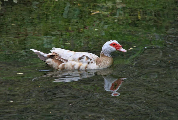 A white Muscovy duck ,with red around the eye is reflected in the water as it swims — Stock Photo, Image