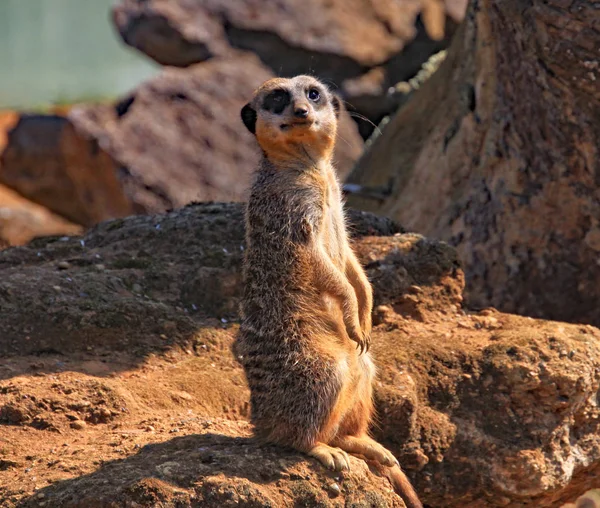 Meerkat dewasa berdiri di atas batu, berjemur di bawah sinar matahari — Stok Foto
