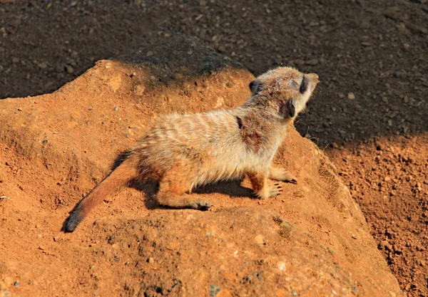 Bebé suricata se escurre a través de una roca en el sol de la noche . —  Fotos de Stock