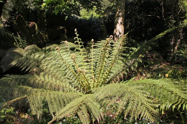 Fern English Country Garden Showing Curled Fronds Which Known Fiddleheads — Stock Photo, Image