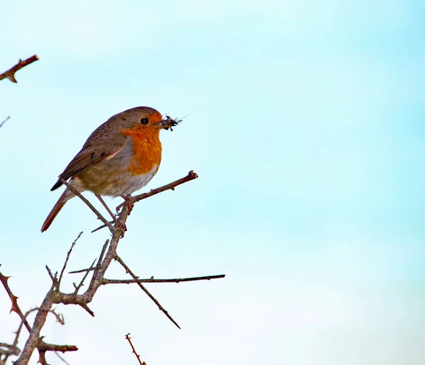 Merle Avec Une Mouche Dans Son Bec Perche Sur Une — Photo