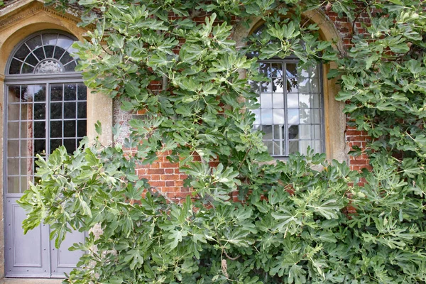 Beklimmende Vijgenplant Groeit Muur Van Een Engels Landhuis — Stockfoto