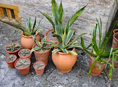 Bir grup terra cotta tenceresi İngiliz kır bahçesinde eski bir taş duvara karşı..