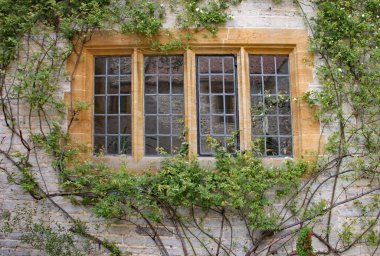 Eski bir İngiliz evindeki kurşunlu bir pencerenin önünde tırmanan bir çalı büyüyor..