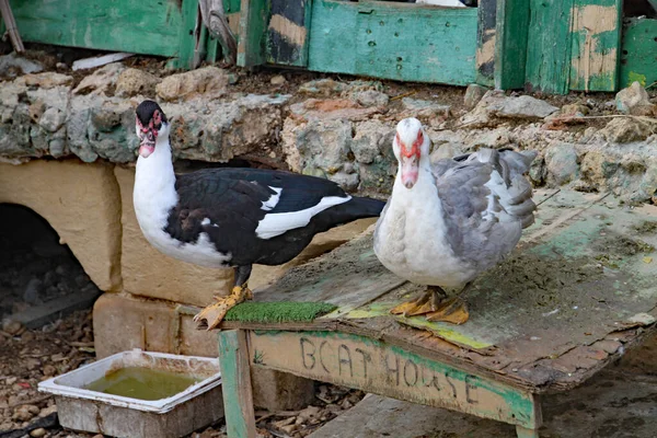 Ilha Manoel Valletta Malta Outubro 2019 Aves Aquáticas Todos Tipos — Fotografia de Stock