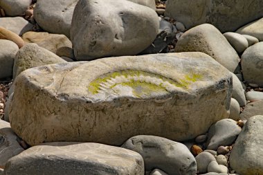 Doğu Quantoxhead, Somerset, İngiltere yakınlarındaki Kilve sahilindeki bir kayada bir ammonit fosili açıkça görülüyor.