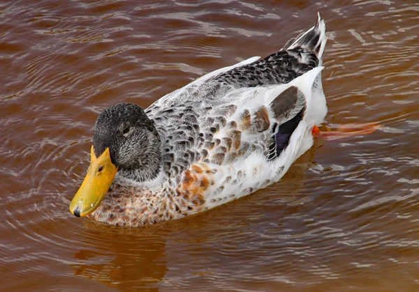 Pato Nada Água Castanha Escura — Fotografia de Stock