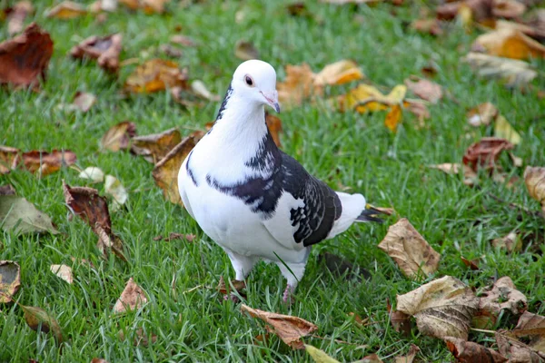Grey White Dove Walks Falling Autumn Leaves — Stock Photo, Image